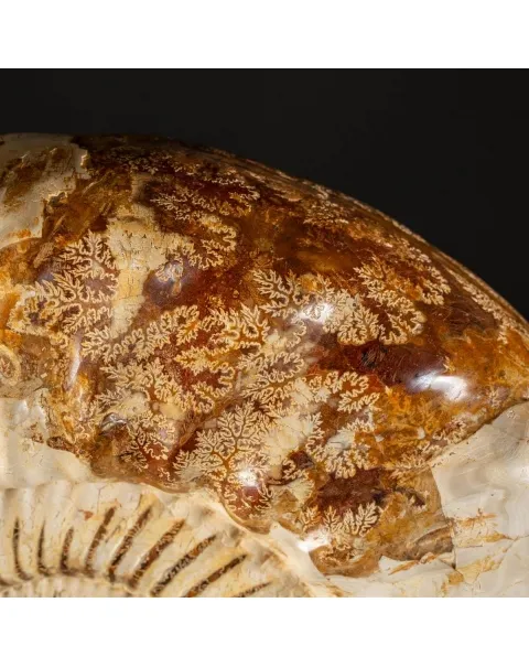 Ammonite Kranaosphinctes Sp. su piantana
