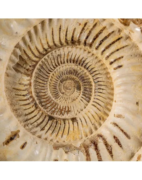 Ammonite Kranaosphinctes Sp. su piantana