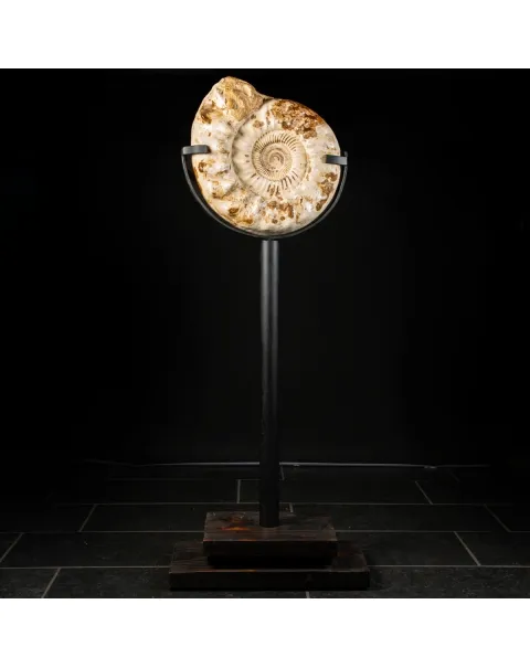 Ammonite Kranaosphinctes Sp. su piantana