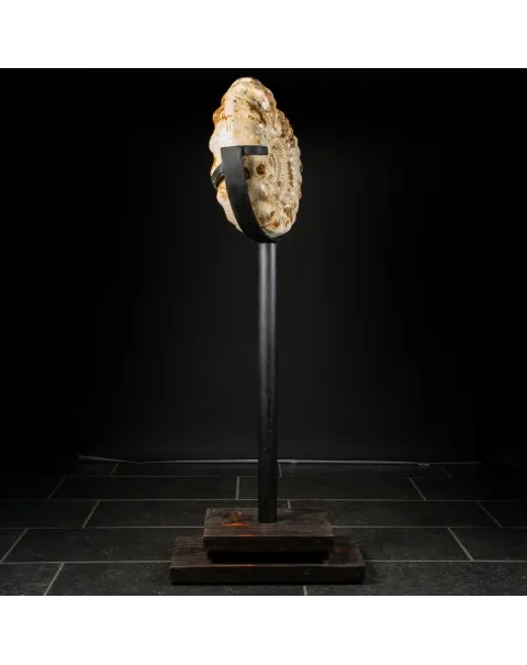 Ammonite Kranaosphinctes Sp. su piantana