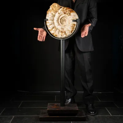 Ammonite Kranaosphinctes Sp. su piantana