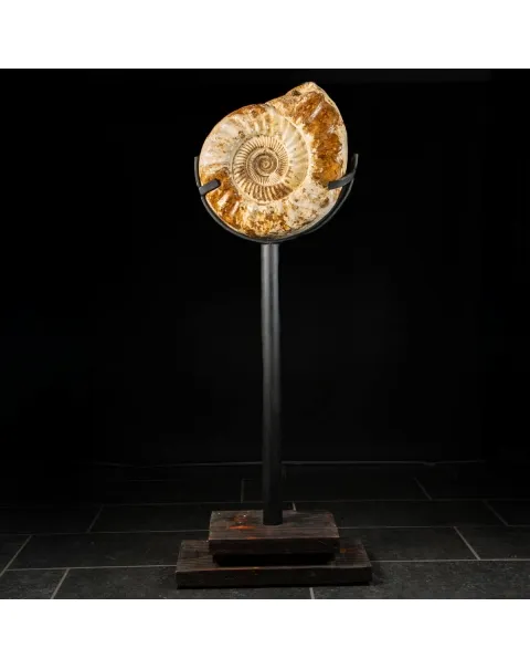 Ammonite Kranaosphinctes Sp. su piantana