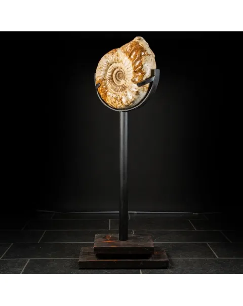 Ammonite Kranaosphinctes Sp. su piantana