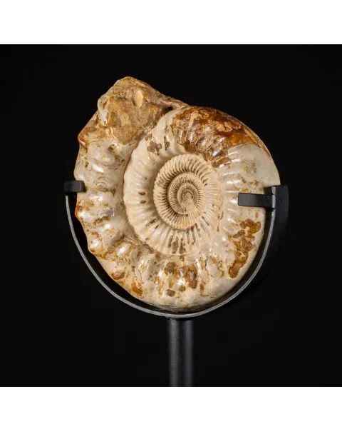 Ammonite Kranaosphinctes Sp. su piantana