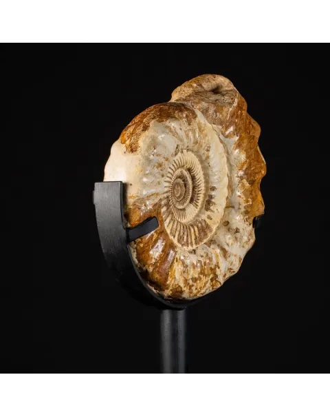 Ammonite Kranaosphinctes Sp. su piantana