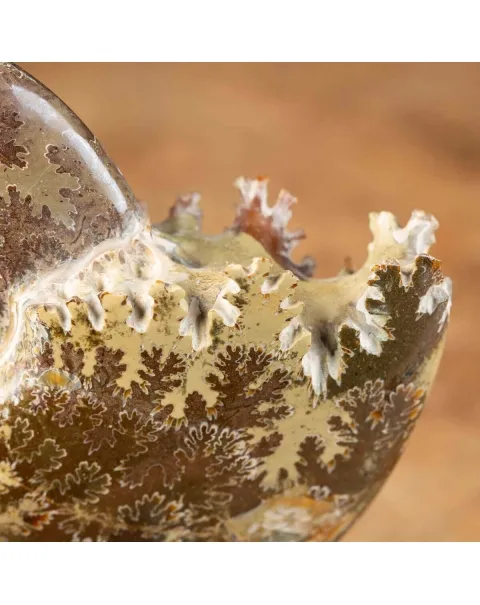 Ammonite Cleoniceras su Base decorativa
