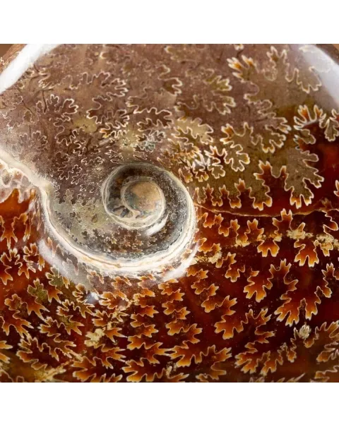 Ammonite Cleoniceras su Base decorativa