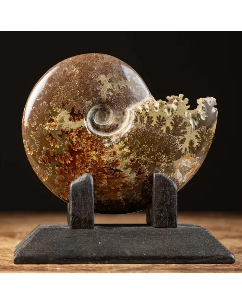 Ammonite Cleoniceras su Base decorativa