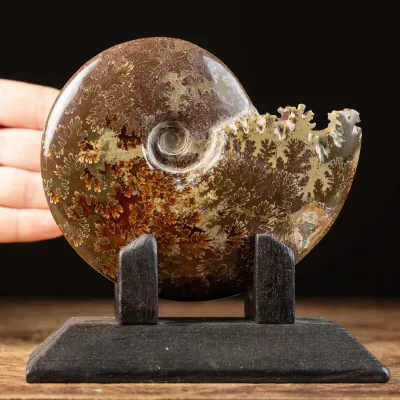 Ammonite Cleoniceras su Base decorativa