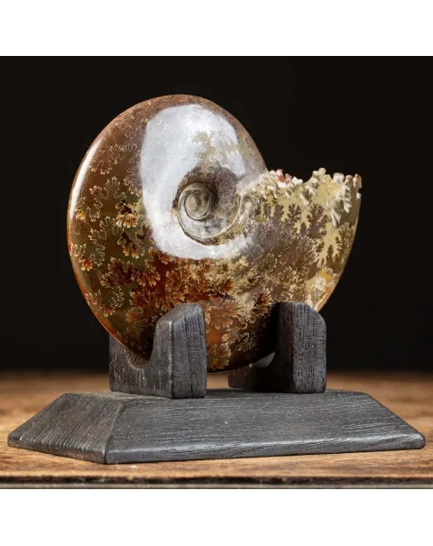 Ammonite Cleoniceras su Base decorativa