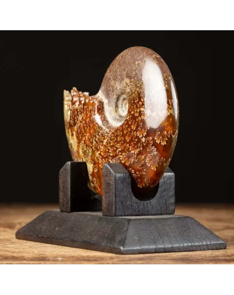 Ammonite Cleoniceras su Base decorativa