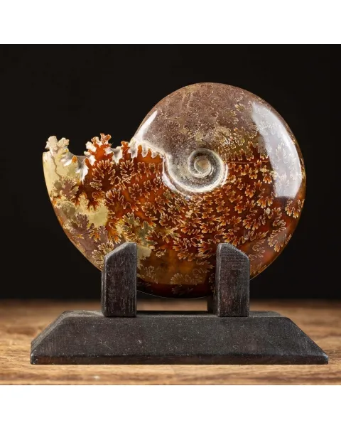 Ammonite Cleoniceras su Base decorativa