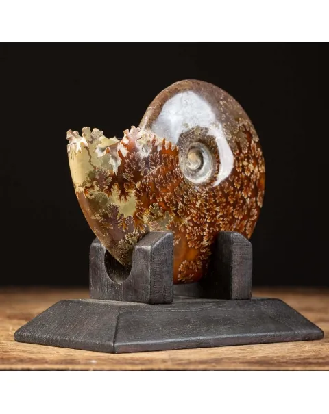 Ammonite Cleoniceras su Base decorativa