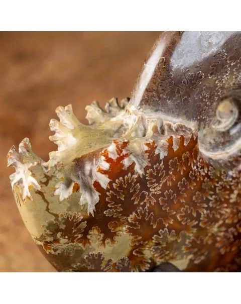 Ammonite Cleoniceras su Base decorativa