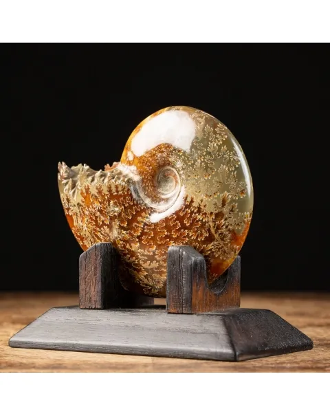 Ammonite Cleoniceras su Base decorativa