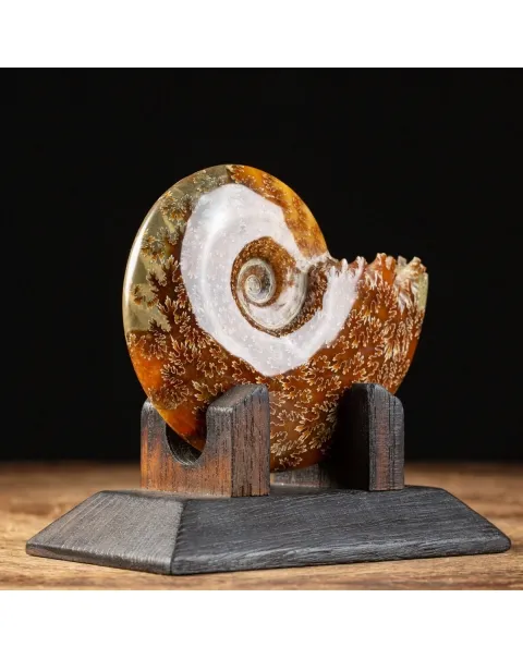 Ammonite Cleoniceras su Base decorativa