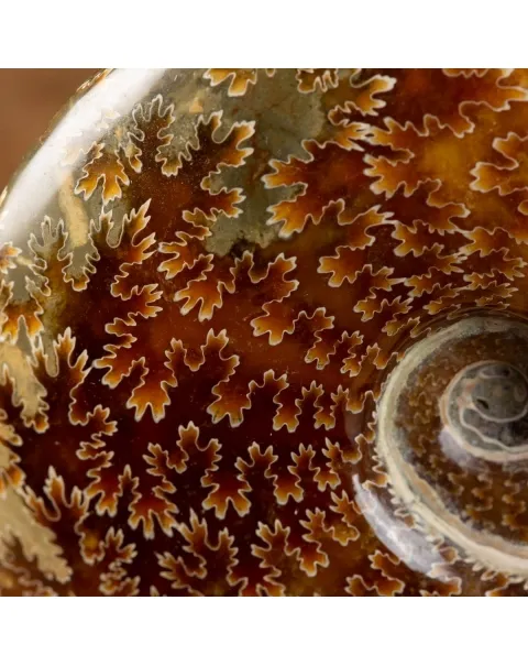 Ammonite Cleoniceras su Base decorativa