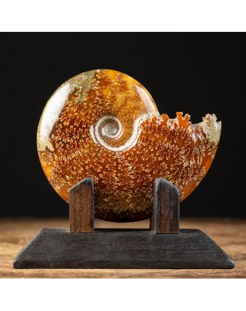 Ammonite Cleoniceras su Base decorativa