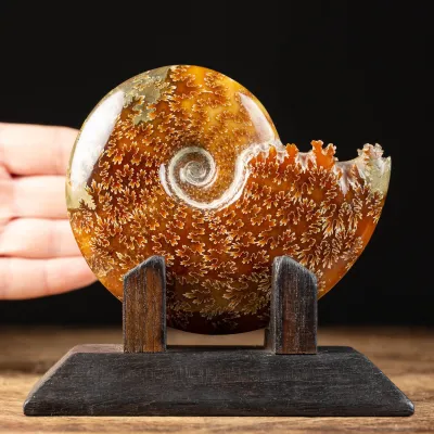 Ammonite Cleoniceras su Base decorativa