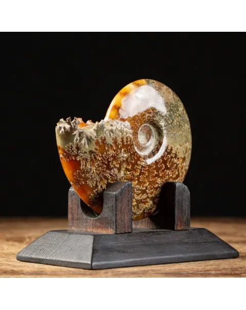 Ammonite Cleoniceras su Base decorativa