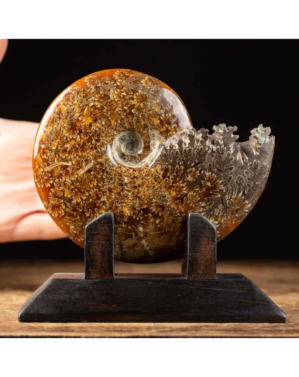 Ammonite Cleoniceras su Base decorativa