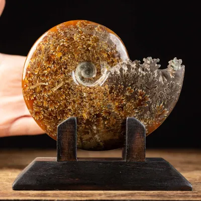 Ammonite Cleoniceras su Base decorativa