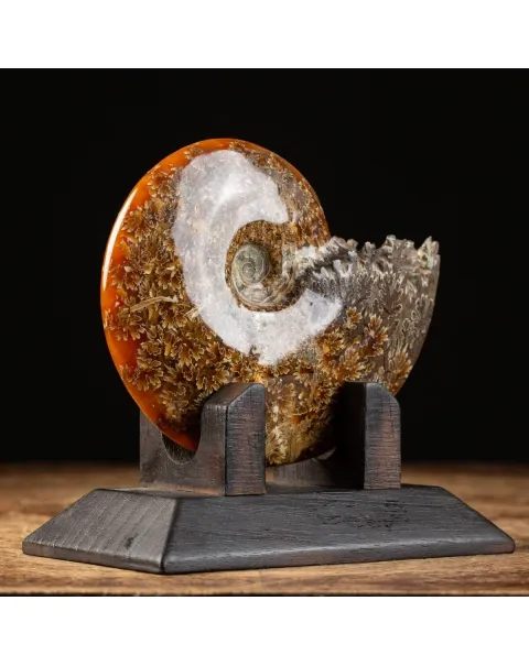 Ammonite Cleoniceras su Base decorativa