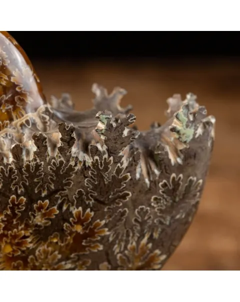 Ammonite Cleoniceras su Base decorativa
