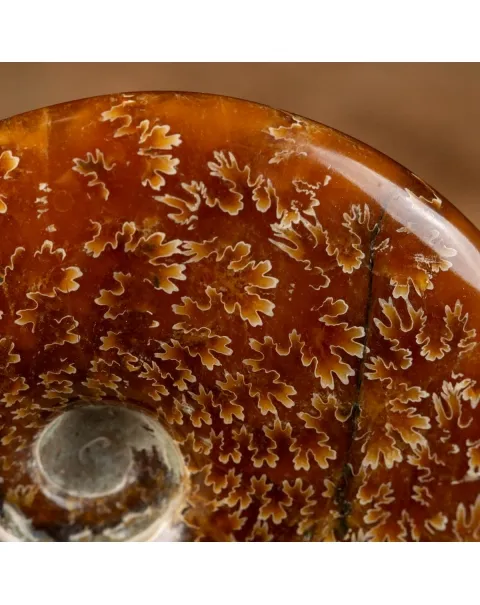 Ammonite Cleoniceras su Base decorativa
