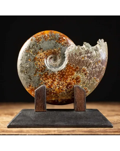 Ammonite Cleoniceras su Base decorativa