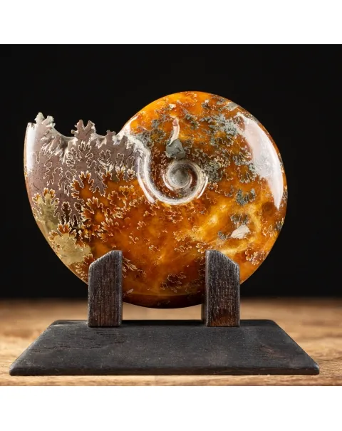 Ammonite Cleoniceras su Base decorativa