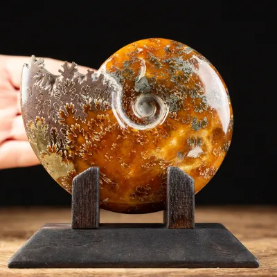 Ammonite Cleoniceras su Base decorativa