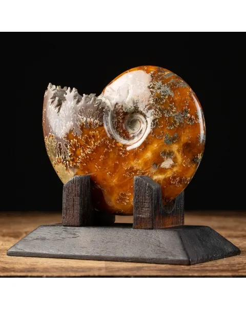 Ammonite Cleoniceras su Base decorativa
