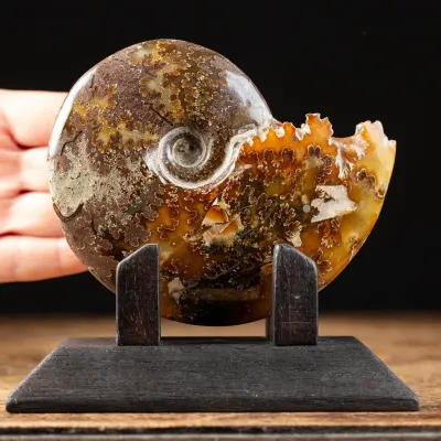 Ammonite Cleoniceras su Base decorativa