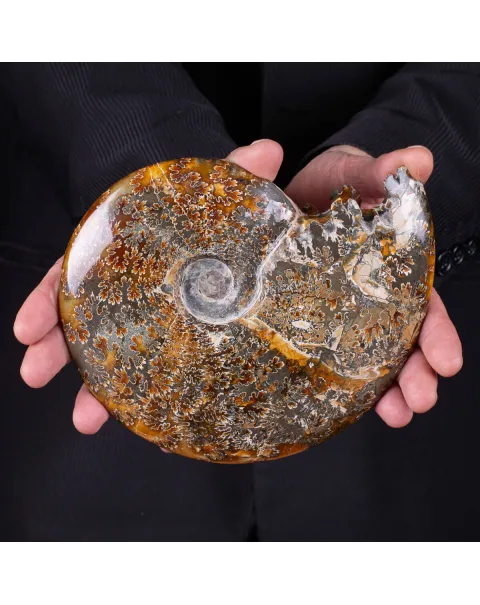 Ammonite Cleoniceras