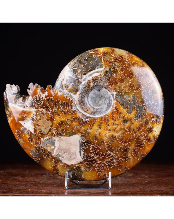 Ammonite Cleoniceras