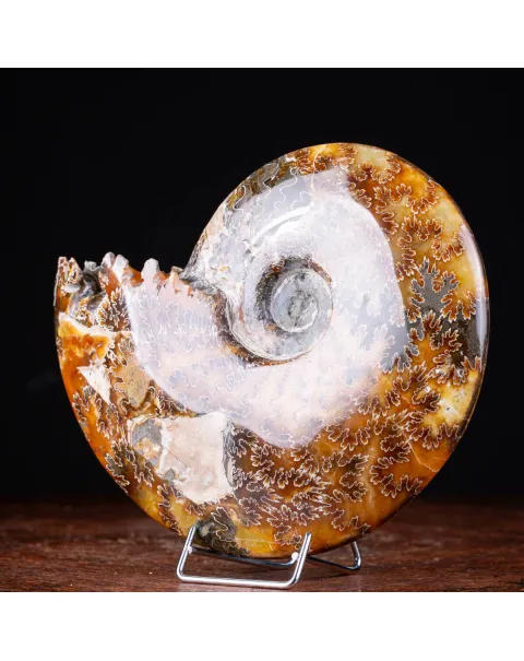 Ammonite Cleoniceras