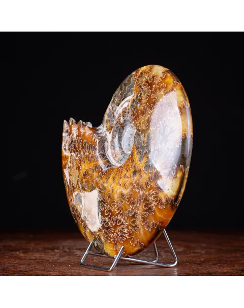 Ammonite Cleoniceras