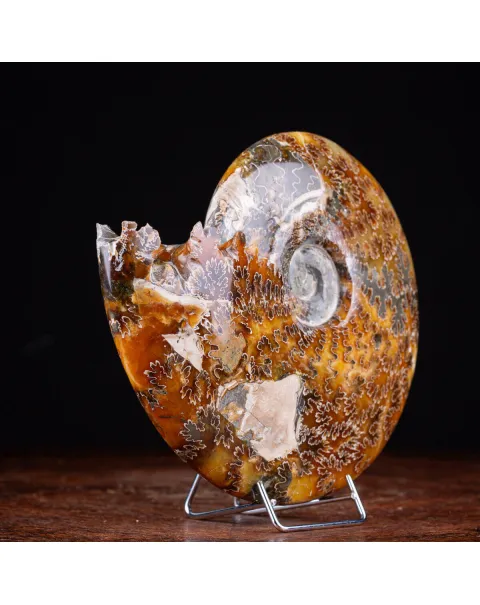 Ammonite Cleoniceras