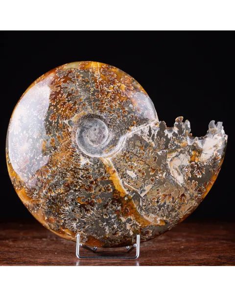 Ammonite Cleoniceras