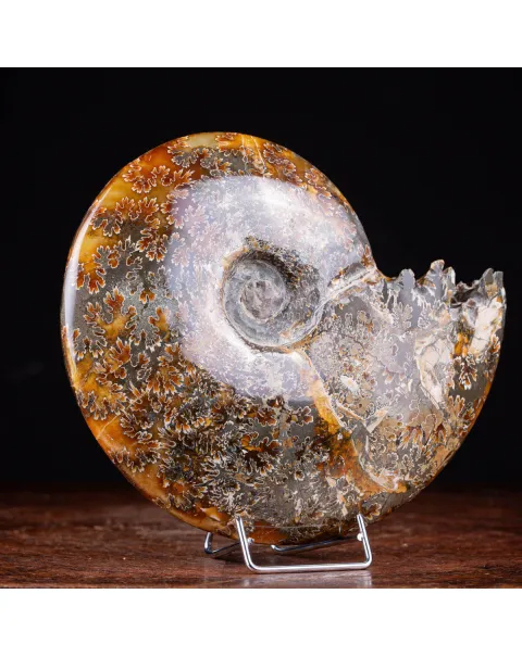 Ammonite Cleoniceras