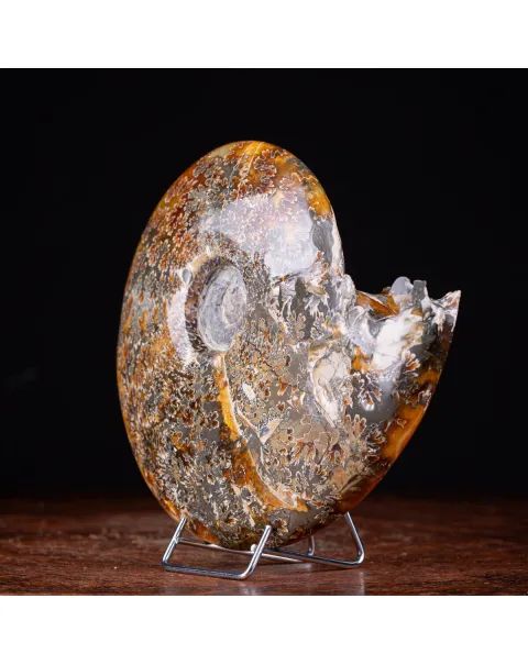 Ammonite Cleoniceras