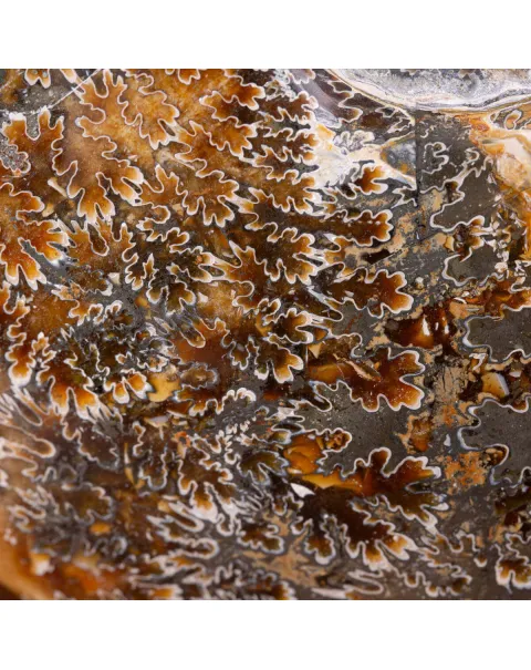 Ammonite Cleoniceras