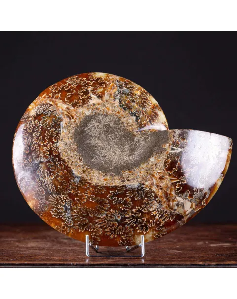 Cleoniceras: Tesoro Fossile con un Cuore di Cristallo