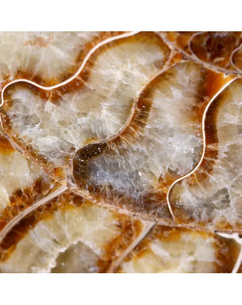 Cleoniceras: Tesoro Fossile con un Cuore di Cristallo
