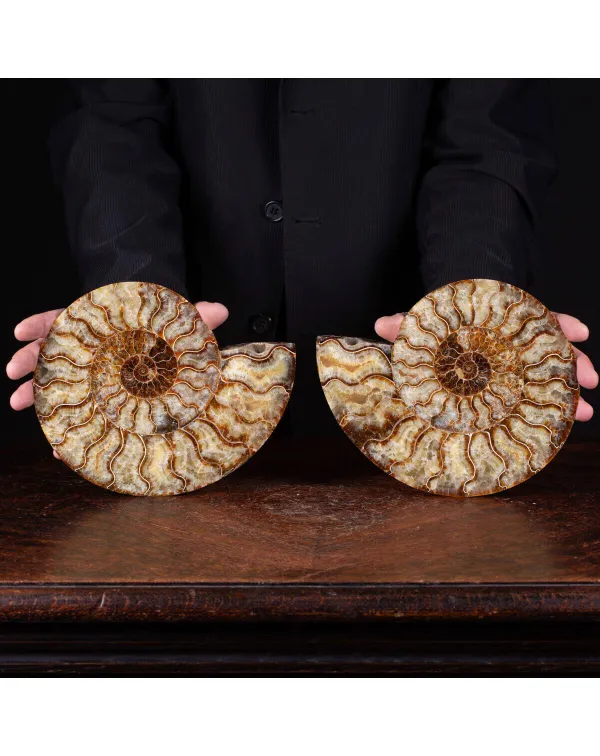 Cleoniceras: Tesoro Fossile con un Cuore di Crista...