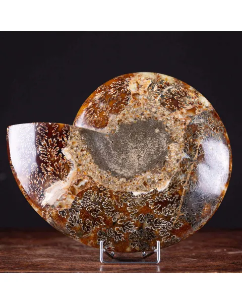 Cleoniceras: Tesoro Fossile con un Cuore di Cristallo
