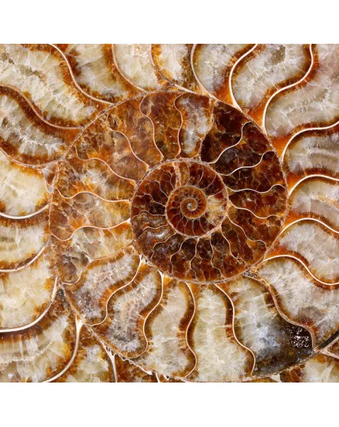 Cleoniceras: Tesoro Fossile con un Cuore di Cristallo