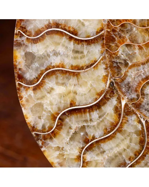 Cleoniceras: Tesoro Fossile con un Cuore di Cristallo