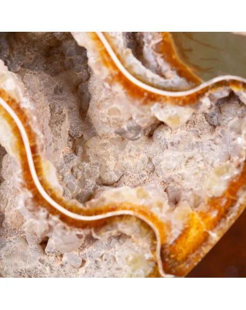 L'interno della Bellezza Paleontologica: Cleoniceras